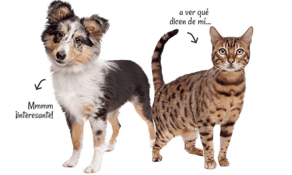 Artículos de gatos y perros
