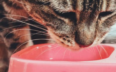Is vomiting in cats normal?