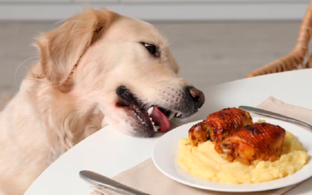 ¿La comida de humano es tóxica para mi mascota?